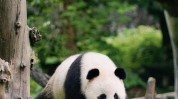 春季新生春天美丽计划(春天熊猫美丽给自己自己的)