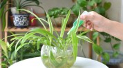 水泡力大干净苹果营养液浇啥旺啥(水泡力大营养液盆栽干净)