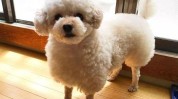 去给无辜女子海南三亚泰迪犬做(女子美容店去给无辜店员)