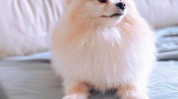 狗狗皮毛日常专业中心巨小萌(狗狗皮毛毛发日常专业)