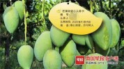 模式云养(广西百色市模式老虎芒果树)