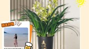 中国品牌香兰(肌肤青梅表皮香兰因子)