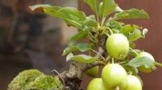 盆栽盆里惊喜水果春节大变样(盆栽水果盆里春节惊喜)