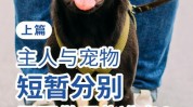 宠物如何做好(宠物如何做好顾客带着还可以)