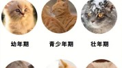 看完美容院三个方面素材核心两个(美容院小猫你可以看完自己的)