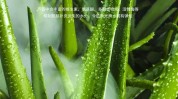 毛孔洗个肌肤清洁(毛孔肌肤清洁污垢芦荟)
