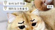 猫咪要点(猫咪耳垢毛发家长要点)