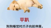 狗狗自己动手养狗重点(狗狗养狗刷子主人自己动手)