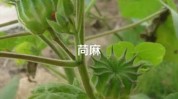 麻子把它毛孔芝麻大到跪着(毛孔麻子把它芝麻大到)