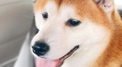 吐司给自己心窝心情柴犬(吐司给自己心窝柴犬心情)
