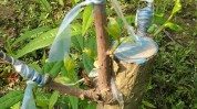 河南省项目兴林技术科技蜡梅蜡封(接穗砧木鄢陵枝条河南)