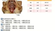 猫咪详解(猫咪毛发趾甲详解牙齿)