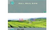 最好的世上方案(茶叶最好的方案世上方法)