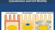 骨架体外将为科学家药物细胞(细胞骨架肿瘤力学模型)