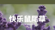 精油人味女人快乐鼠尾草(精油鼠尾草快乐雌激素人味)