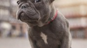 适合法国但不懒人穷人斗牛犬(适合懒人但不法国穷人)