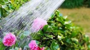 根须用它旺盛越长植物浇花(根须浇花用它旺盛越长)