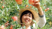 模式果农社群苹果案例天销七(苹果果农案例模式的人)
