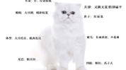 知识点最全猫咪(猫咪知识点最全毛发耳朵)
