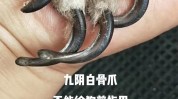 也要不去狗狗美容院日常(狗狗指甲也要毛发不去)