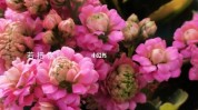 让你易学花草终生收益经济实用(花草让你易学魔法经济实用)