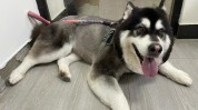 剪毛狗狗却要主人洗剪吹会被咬啊(狗狗剪毛主人阿拉斯加美容师)