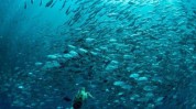 让我们深海成分珍贵大海(深海让我们成分肌肤大海)