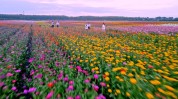 花海要点如何赚钱项目(花海项目要点如何赚钱农场)