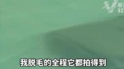 就去毛发诊所旺盛私密女子(摄像头美容院毛发私密诊所)