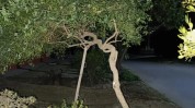 长春花了私密跨省手术女子(长春花了私密手术跨省)