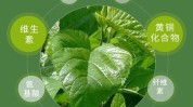 桑叶科学(桑叶生物碱科学叶柄干燥)