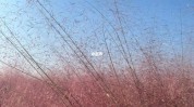 粉黛仙女拍成女朋友攻略网红草(粉黛拍成仙女女朋友攻略)