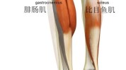 是怎么耳朵神经项目(小腿腓肠肌神经比目鱼手术)