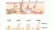 美容院方法有哪些(皮肤毛囊毛发局部冰点)