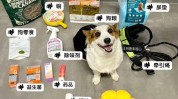 养宠物需要多少钱(狗狗玩具养狗花销成本)