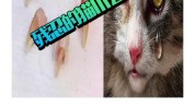 见过残忍操作宠物整形手术去爪术(宠物见过手术猫咪拉皮)