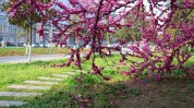 花草女学生营业额公司(花草杨柳营业额也不公司)