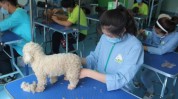 就有美容师南京培训学校宠物专业(宠物深蓝学校培训学校美容师)