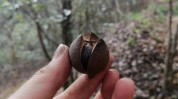 茶油用过病痛向人家里方法(茶油用过病痛向人方法)