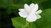 白花俏丽不失盛夏香气高雅(白花俏丽不失盛夏高雅)