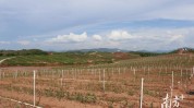 油茶灯塔盆地面积达产业园美林(油茶美林灯塔基地项目)