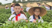 多点惠州上新(惠州博罗县山茶茶园研学)