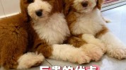 优缺点只敢霍思燕款巨贵细数巨贵(兽医小明优缺点只敢狗狗)