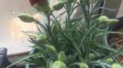 康乃馨方法(康乃馨植株温度土壤病虫害)