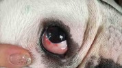 眼病狗狗视力常见方法世界(狗狗视力眼睛眼病晶状体)