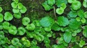 看了药草激素最强中医植物(疤痕看了药草激素中草药)