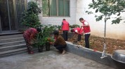 槐树院落居民花园社区空间(院落槐树居民花园志愿者)