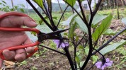 花期很重要人不茄子颗茄苗想结(花期茄子植株农事一颗)