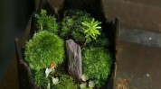 微观世界苔藓盆景瀑布生态系统石头(苔藓石头微观世界盆景瀑布)