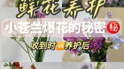 还能你知道衰老鲜花秘密功能(桃花杏花茉莉花皮肤素馨花)
